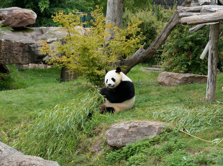panda du zoo de beauval